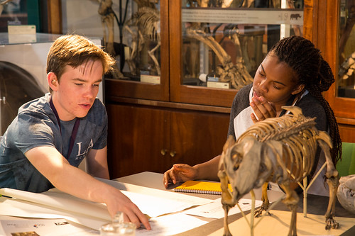 UCL Summer School students in the Grant Museum of Zoology. Photographer: Kirsten Holst
