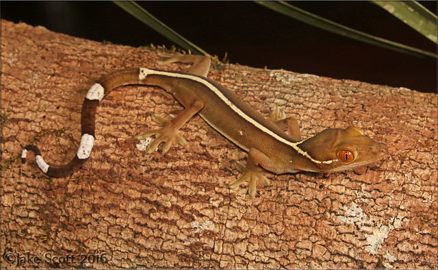 White-lined Gecko (Gekko vittatus)