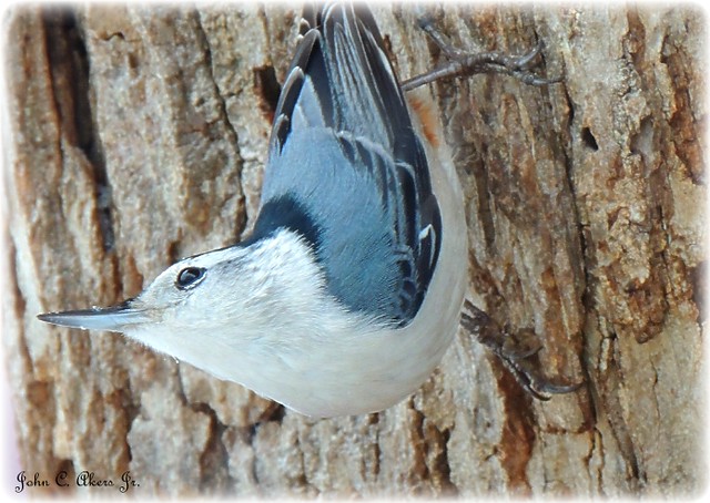 White Breasted Nutchatch