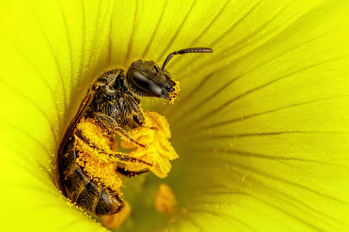 Sweat Bee in Sour Grass Flower