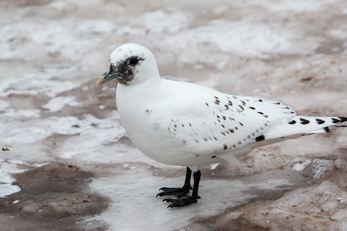 Ivory Gull in Duluth!