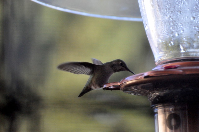 Anna's hummingbird-002