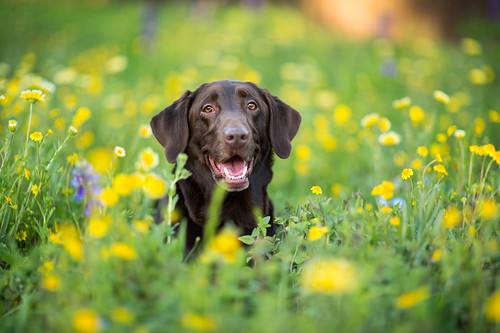 Sam in Wildflowers | by anthonyhelton.com