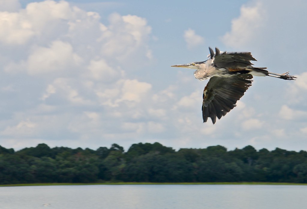 Great Blue Heron - From the Dock at the Boathouse - Hilton Head SC