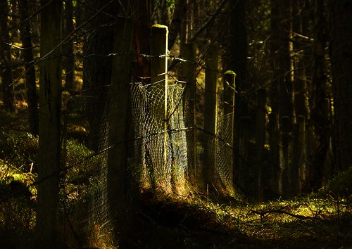 wood light sun forest fence moss