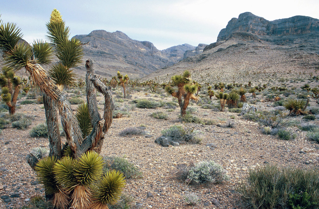 Nevada Desert: North of Las Vegas, Nevada (NV), Looking nor…