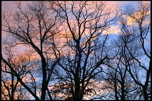 trees sunset time newhampshire concord whitepark 50mmf14af