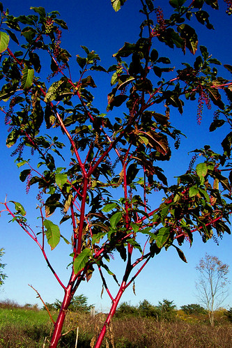pokeberry by dryflydrifting, Oct. '06pokeberry plant field horizon blue sky skies red stems pa perry mountain newport stem weeds