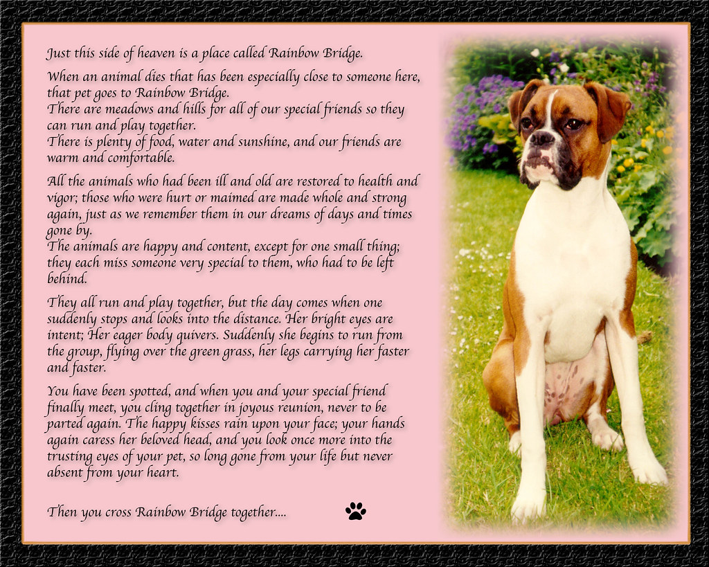 Rainbow Bridge Poem for Rosie the Boxer Dog | Mike Park | Flickr