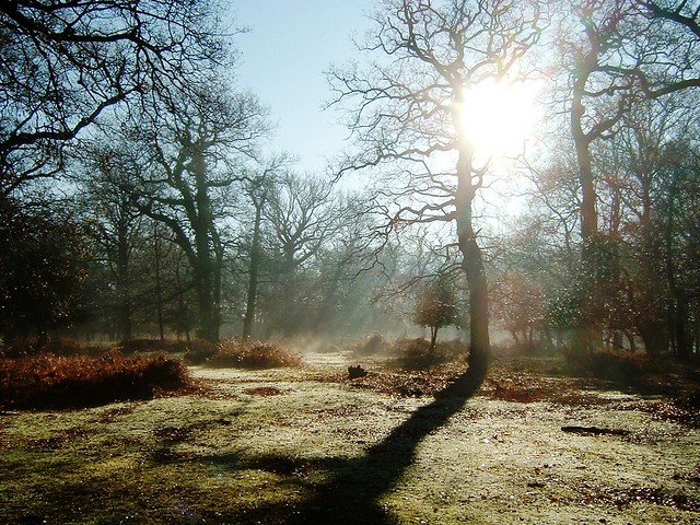 Wandering through The New Forest