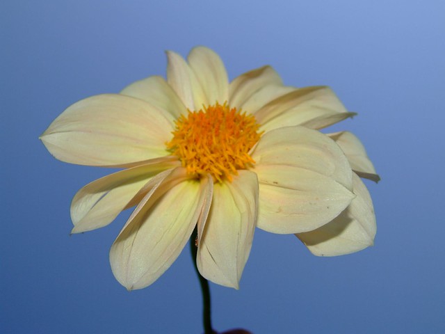 yellow flower against blue sky background