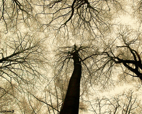 wood schnee trees sky white snow nature sepia forest geotagged himmel wald xenonb baum utata:enddesc= geo:lat=51400896 geo:lon=9670066 utatathursdaywalk49