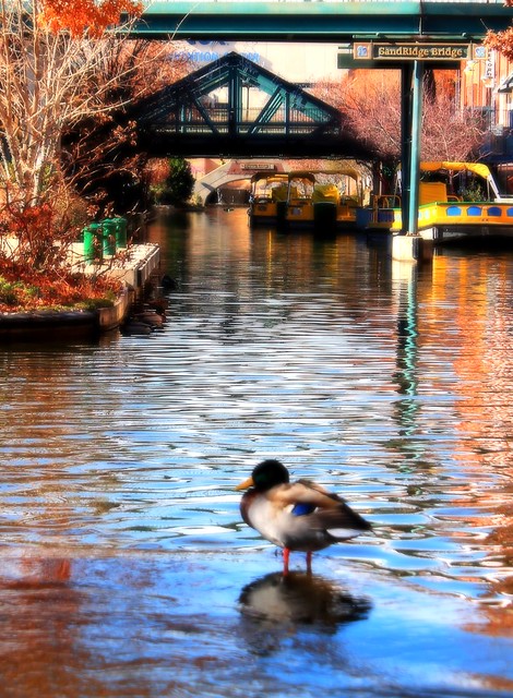 Bricktown Canal Duck
