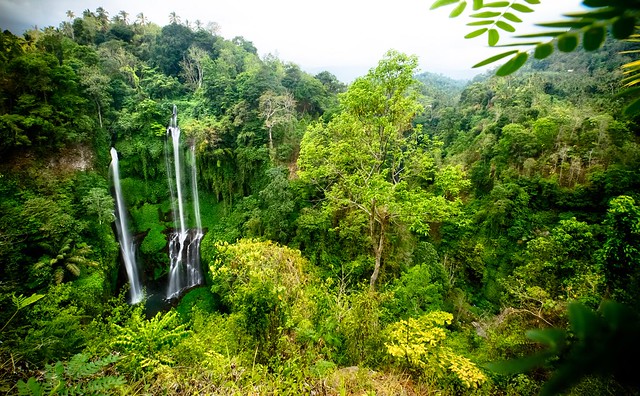 Waterfall and Rainforest • Sekumpul Waterfall