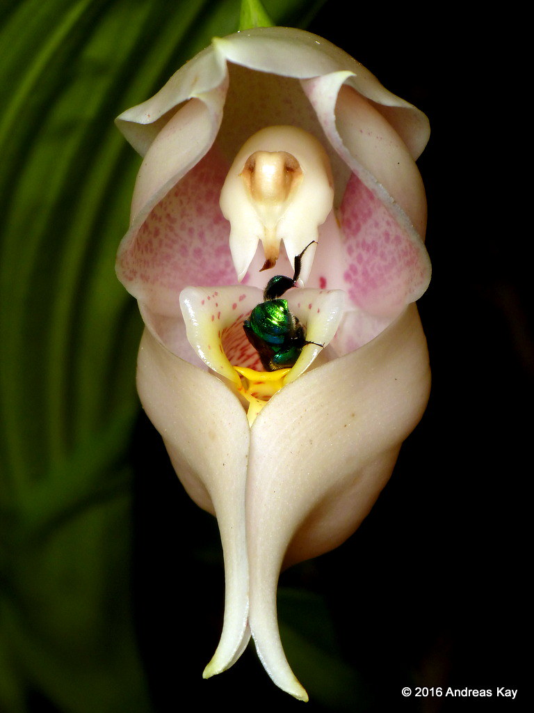 Orchid bee, Euglossa sp., Euglossini on Anguloa eburnea | Flickr