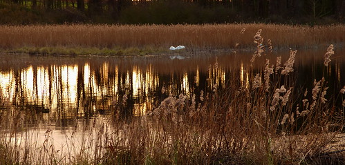 sunset swan goldenpond northnorfolk cleymarshes goldenreeds