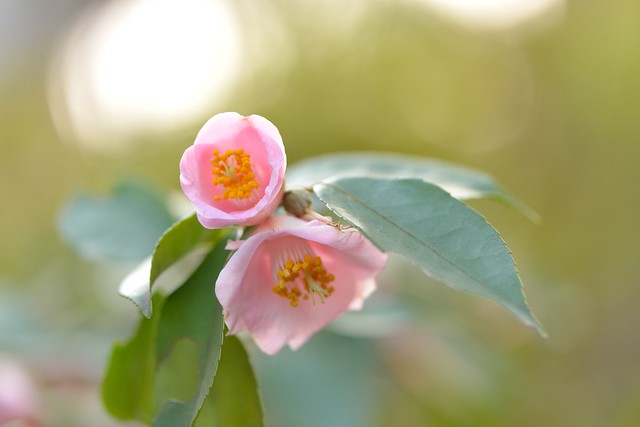 Camellia 'Wirlinga Belle'