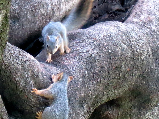 Young Fox Squirrels on Kuns Park Carob
