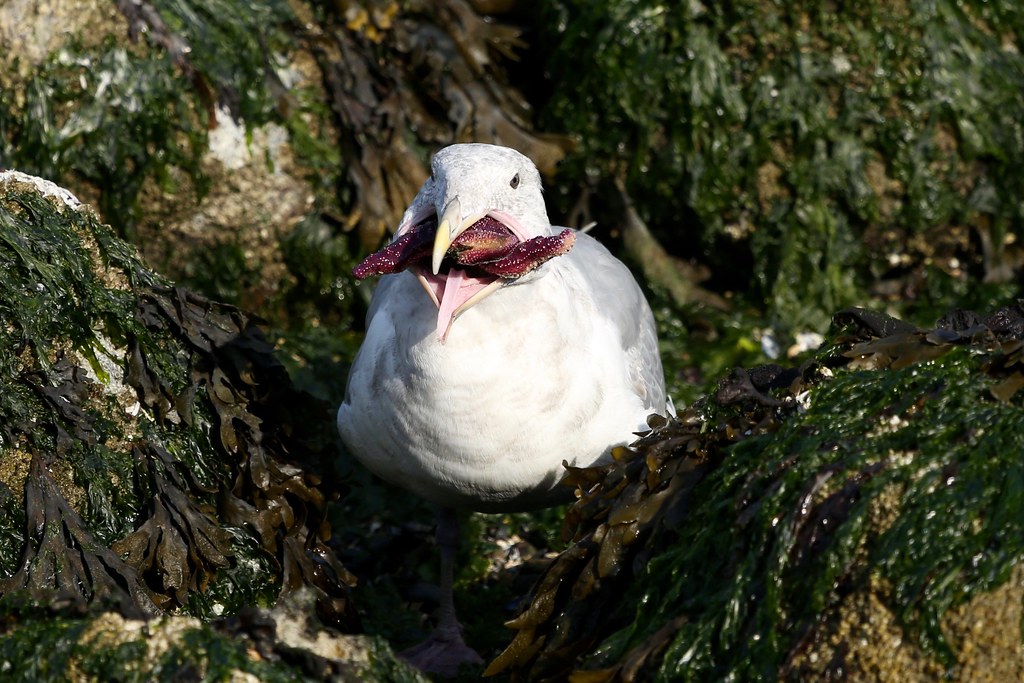 Gull Swallowing a Large Starfish Vancouver Canada