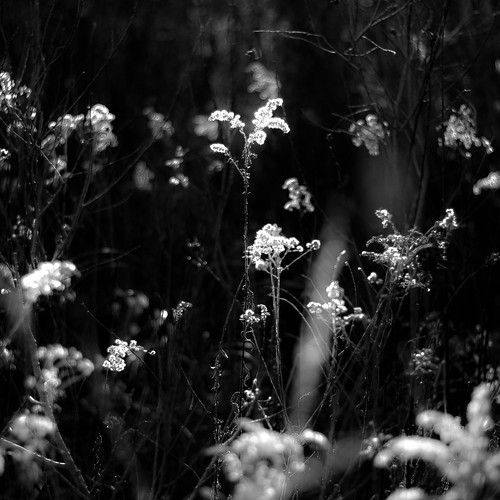 flowers autumn light shadow blackandwhite bw sunlight abstract blur monochrome square landscape blackwhite nikon glow dof natural bokeh depthoffield wetlands prairie marshland d5000 noahbw sedgemeadowforestpreserve