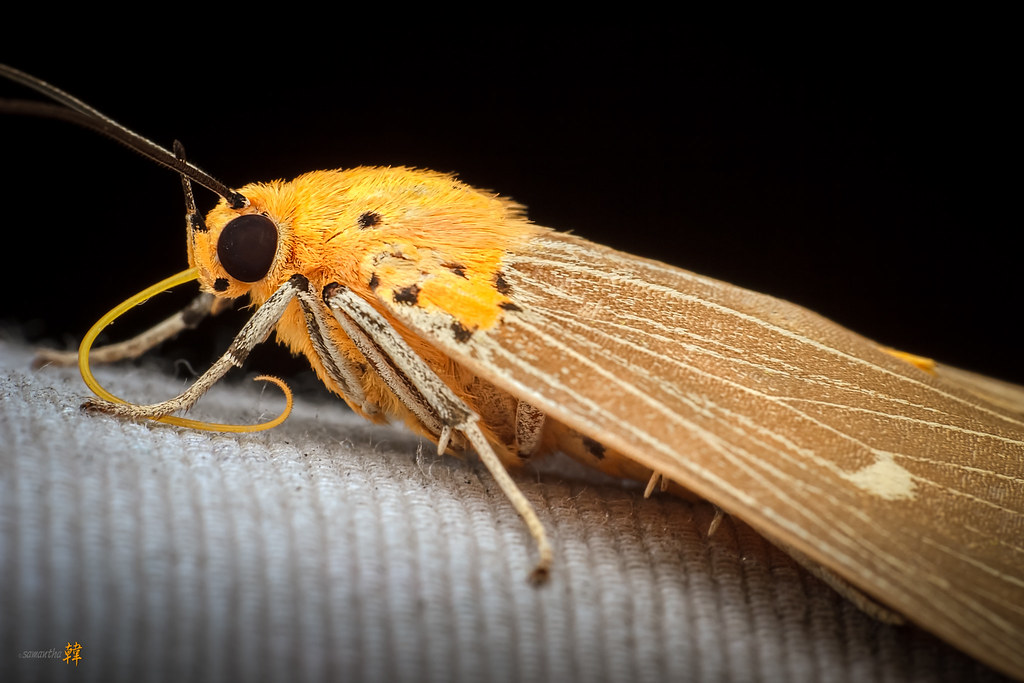 Macro Moth Neochera inops (Noctuidae)-5036- | Moth - Neocher… | Flickr