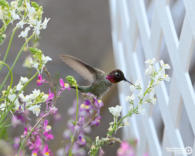 male Anna's Hummingbird with wildflowers