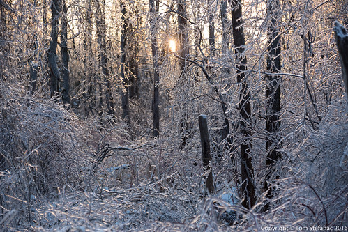 ca winter ontario canada storm cold ice weather landscape frozen spring sunny icestorm orangeville freezingrain glazed icesheets vaughanweather