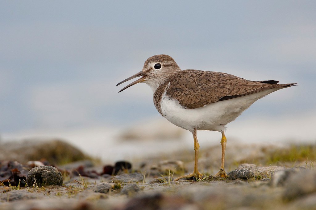 Actitis hypoleucos | Common Sandpiper | drillsnäppa