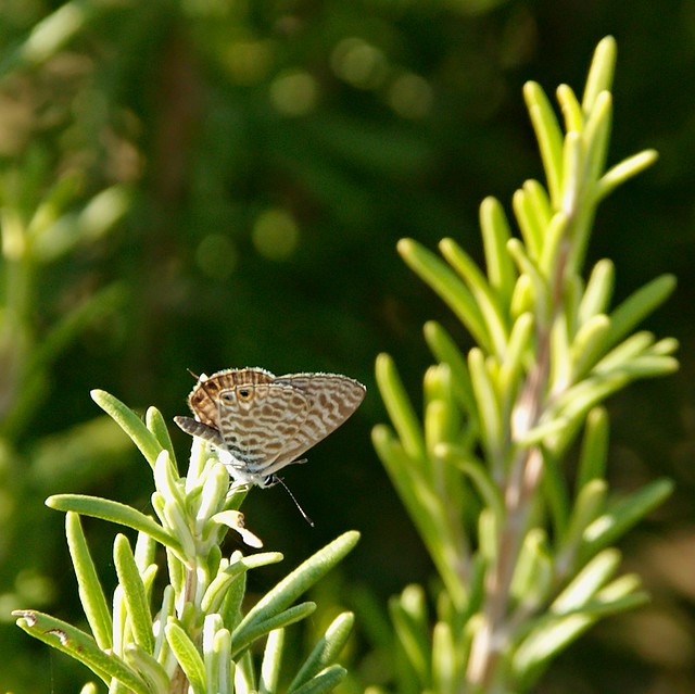 Lang’s Short-tailed Blue (Leptotes pirithous)