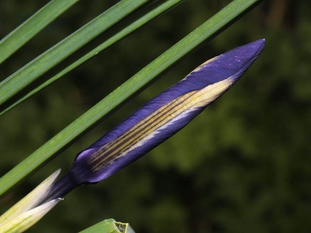 Netted iris (Iris (Hermodactyloides) reticulata) flower bud