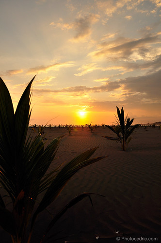 ocean sunset sea costa sun tree beach america costarica pacific central rica palm manuel antonio puntarenas cr centralamerica centrale quepos amerique ameriquecentrale