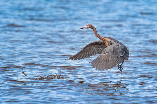 Reddish egret (Egretta rufescens) chasing a Garfish out of the water at J. N. 
