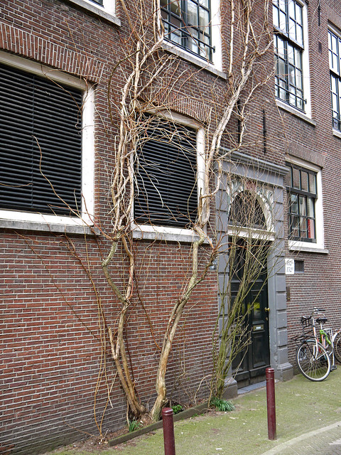 2016.03 - Amsterdam photo of climbing shrub on a house front in the city, Jordaan district; geo-tagged free urban picture, in public domain / Commons; Dutch photography, Fons Heijnsbroek, The Netherlands