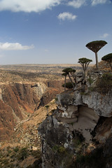 Firmhin plateau, Socotra, Yemen