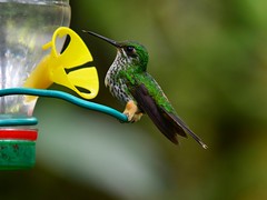 Booted Racket-tail female