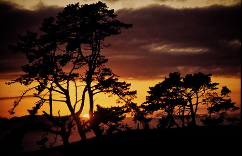 travel sunset newzealand tree silhouette 1984 bäume waiuku southauckland paddybb