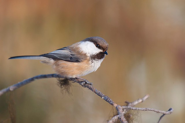 Poecile cinctus | Grey-headed Chickadee | lappmes