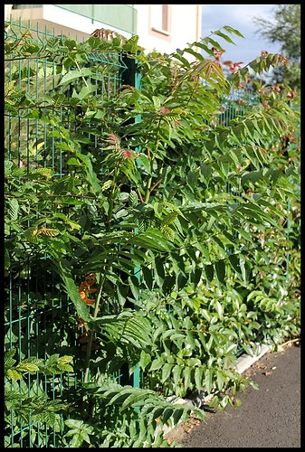 Ailanthus altissima - ailante 25165207951_8a2a26436d
