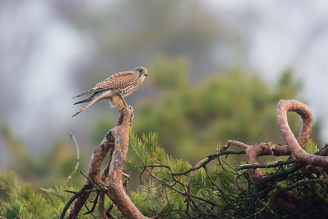 Falco tinnunculus | Common Kestrel | tornfalk