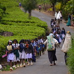 Sri Lanka - Plantation de thé