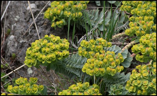 Euphorbia myrsinites  - euphorbe de Corse, euphorbe faux-myrte - Page 2 25785968651_672902059d