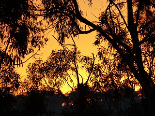 sunset among the gumtrees [Explore-2016-04-26]