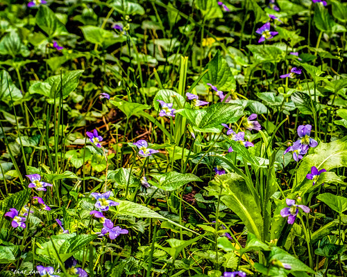 flowers nature purple unitedstates southcarolina