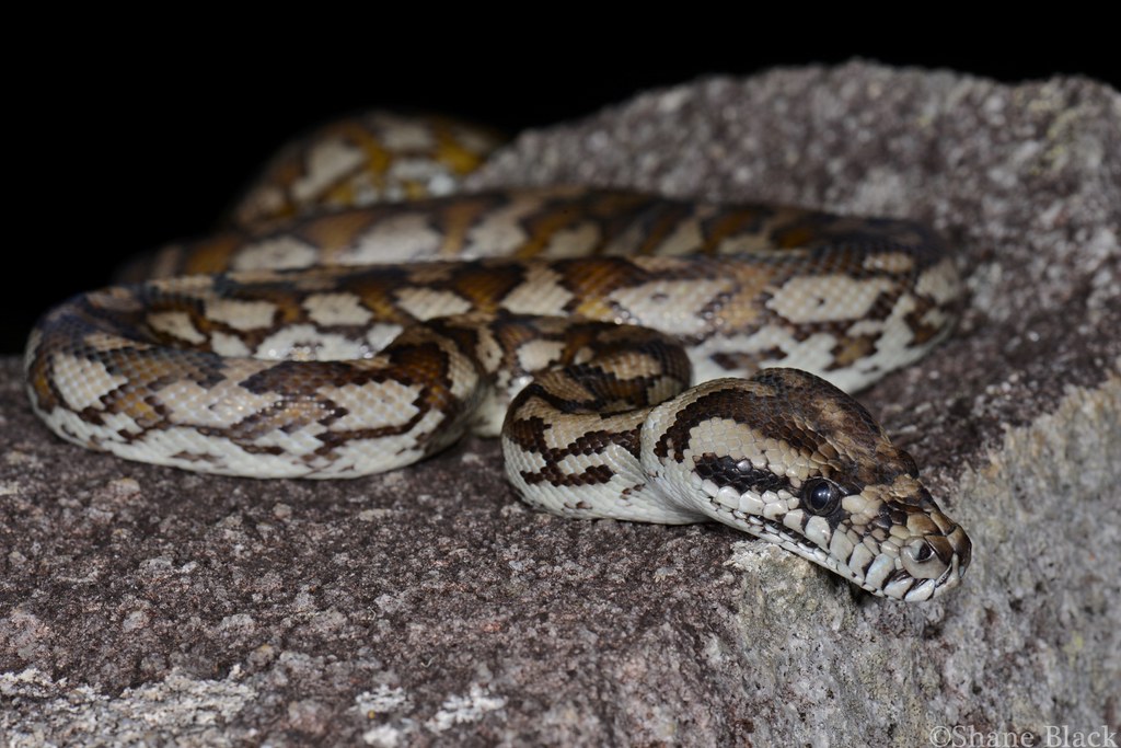 Pythons | Flickr