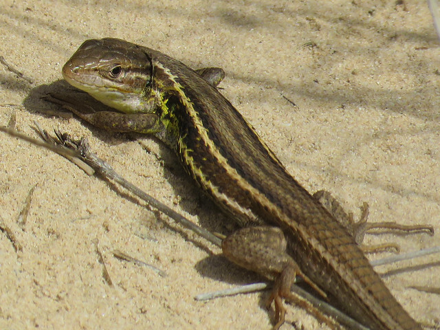Psammodromus (Psammodromus jeanneae ) Lizard