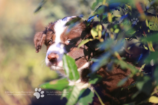 Little Paws | Dog Photography Milton Keynes