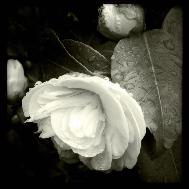 a January flower . I found an early Camelia in the rain