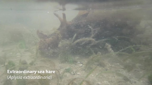 Extraordinary sea hare (Aplysia extraordinaria)