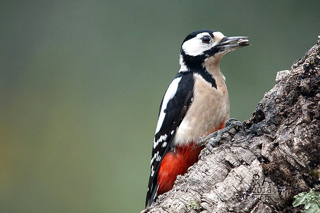 Pica-pau-malhado-grande | Great Spotted Woodpecker | Dendrocopos Major