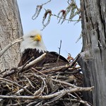 Another 2000mm eagles nest shot Taken with Nikon P900 at 2000mm (35mm equivalent) and cropped 50%.